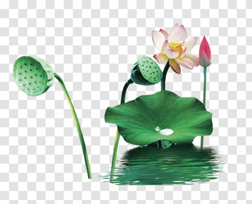 China Nelumbo Nucifera Cushion - Flower - Lotus-free Material Transparent PNG