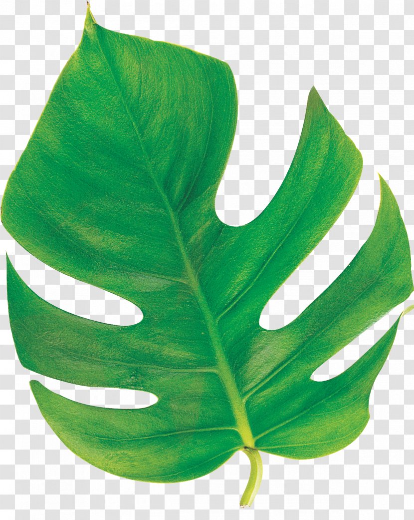 Leaf Clip Art Plant Stem Image - Plants Transparent PNG