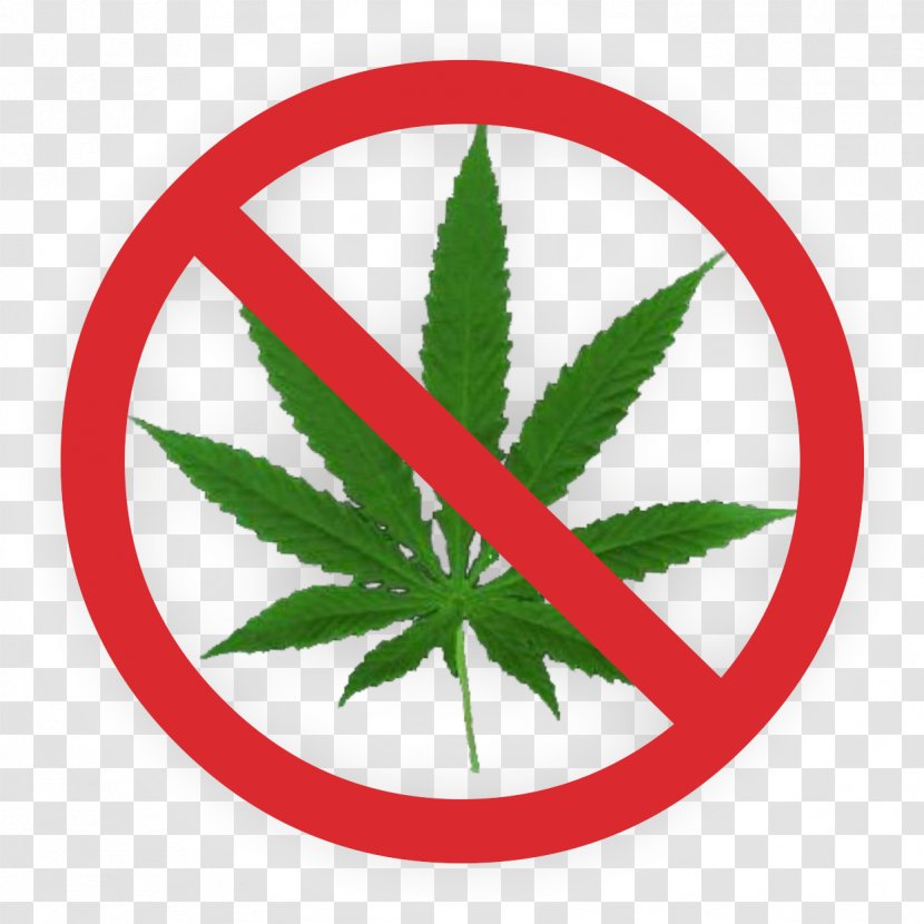 Cannabis Smoking Leaf Legalization Medical - Hemp Family - Drugs Transparent PNG