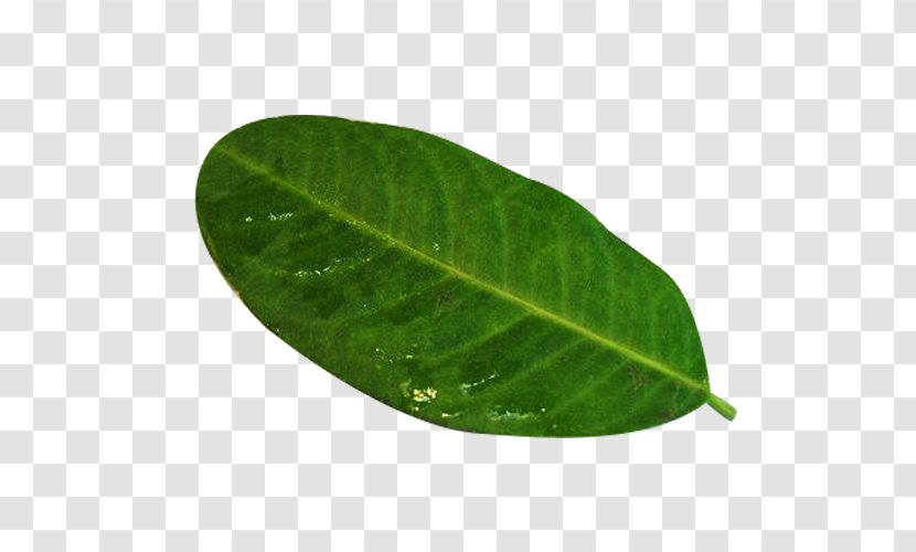 Leaf Green Plant Pathology - A Piece Of Lemon Picture Material Transparent PNG