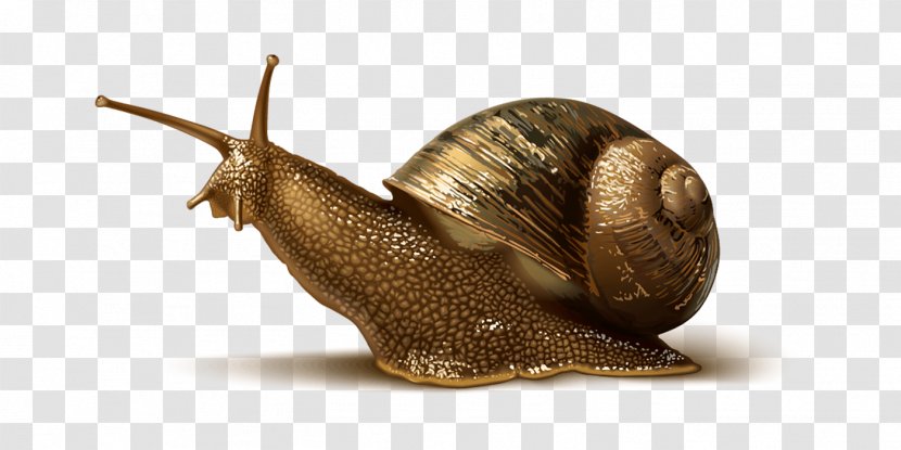 Snails & Slugs Stylommatophora - Human Body - Snail Transparent PNG