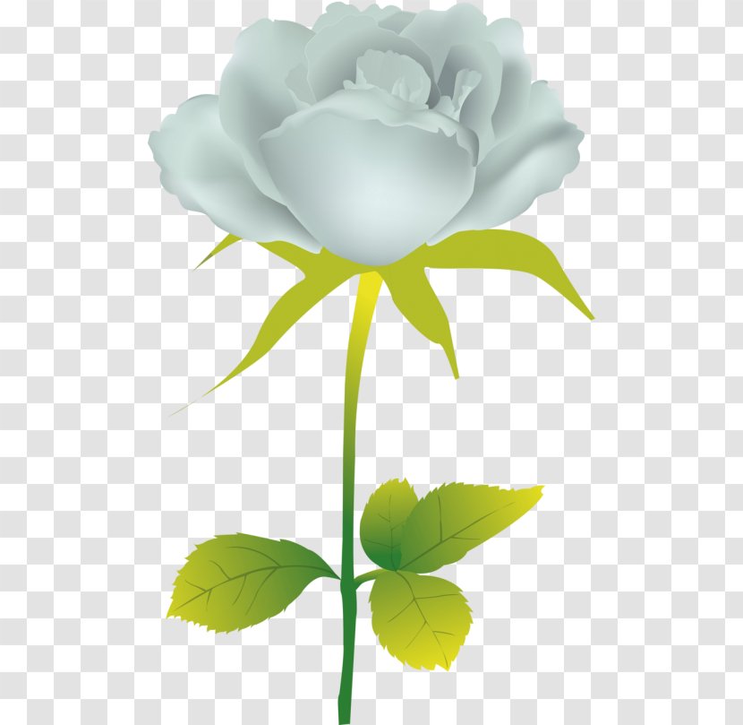 Garden Roses Cabbage Rose Flower Floral Design - Leaf Transparent PNG