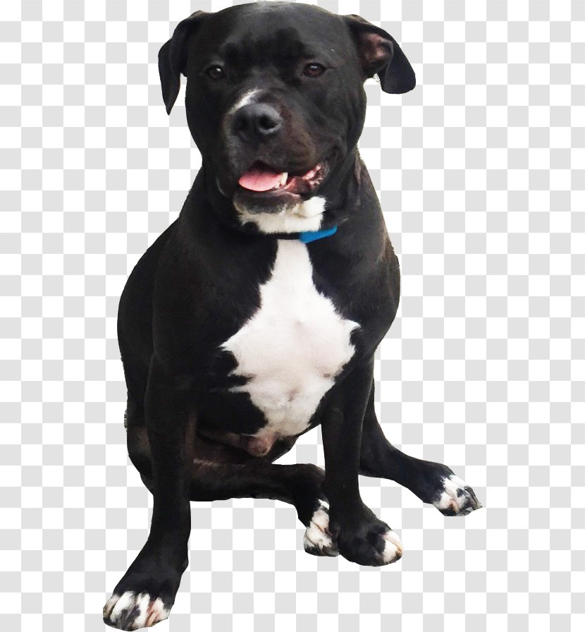 American Pit Bull Terrier Dog Breed Staffordshire Bulldog Transparent PNG