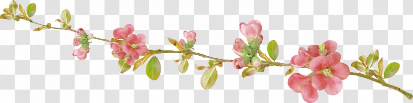 Spring Gerber Format Clip Art - Flowering Plant Transparent PNG