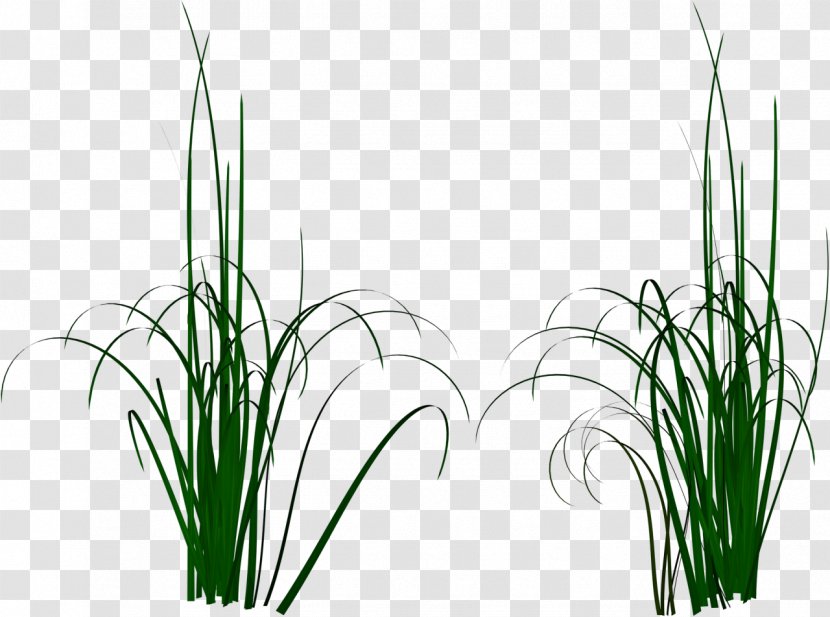 Photography Download Clip Art - Commodity - Grass Transparent PNG