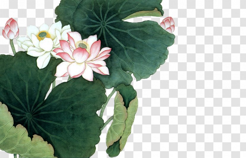 Nelumbo Nucifera Chinese Painting Art Poster - Lotus Leaf Transparent PNG