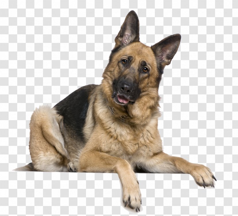 Old German Shepherd Dog Breed - Stock Photography - Puppy Transparent PNG