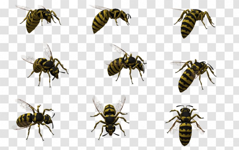 Honey Bee Insect Hornet Wasp Transparent PNG