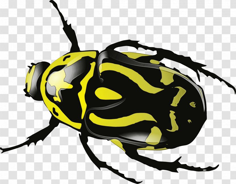 Insect Beetle Pest Clip Art Wasp - Scarabs - Membranewinged Transparent PNG