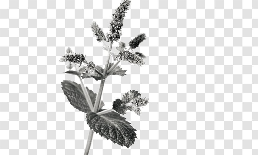 Mentha Spicata Maghrebi Mint Tea - Herbs Transparent PNG