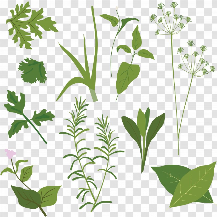 Herb Vector Graphics Clip Art Illustration Spice - Organism - Herbs Drawing Transparent PNG