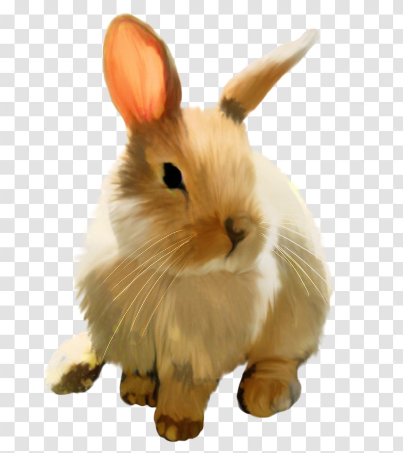 Holland Lop Hare Domestic Rabbit Mini - Ear Transparent PNG