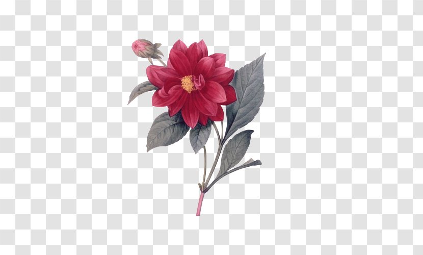 Les Roses Pierre-Joseph Redouté (1759-1840) Flowers Choix Des Plus Belles Fleurs Artist - Printmaking Transparent PNG