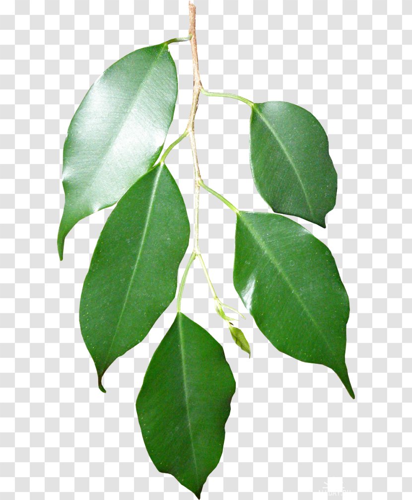 Leaf Twig Swamp Spanish Oak Branch Plant Stem Transparent PNG
