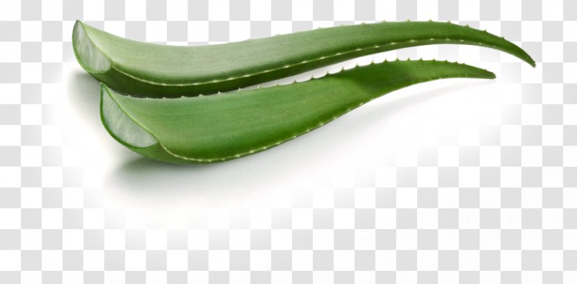 Aloe Vera Leaf Gel - Plant Transparent PNG
