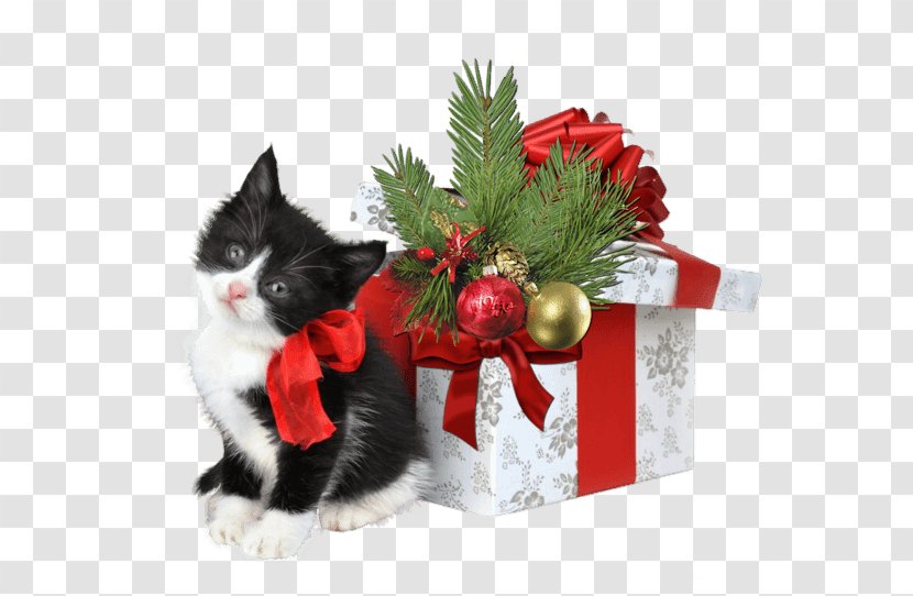 Cat Kitten Christmas Gift - Web Decoration Transparent PNG