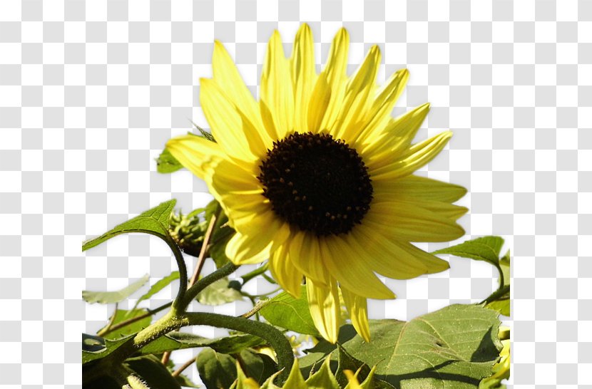 Common Sunflower PhotoScape - Plant - Yellow Transparent PNG