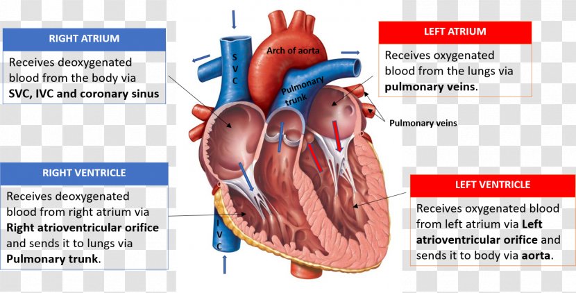 Heart Valve Diagram Anatomy Chamber - Watercolor Transparent PNG