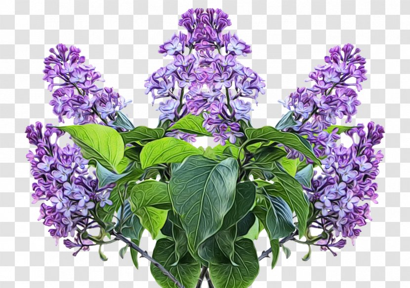 Lavender - Buddleia - Violet Transparent PNG