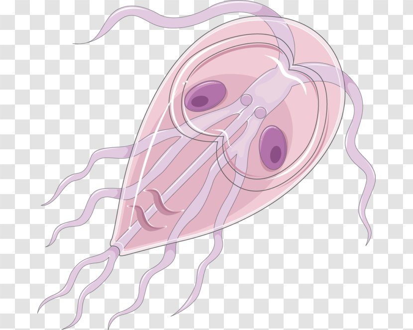 Insect Echinococcus Granulosus Trophozoite Drawing Trichinella Spiralis - Flower Transparent PNG