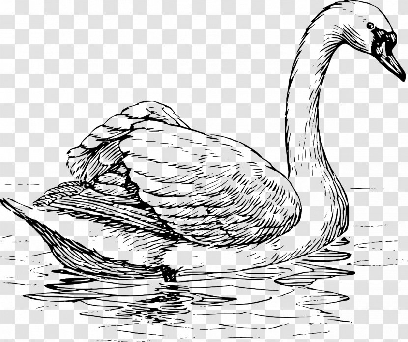 Black Swan Trumpeter Whooper Bird Drawing - Line Art Transparent PNG
