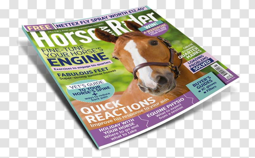 Horse Equestrian Impulsion Lateral Movement Canter And Gallop - Flower - Best Seller Magazine Transparent PNG