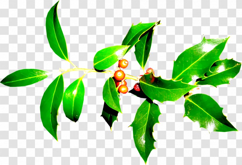Christmas Holly Ilex - Leaf - Plant Stem Branch Transparent PNG