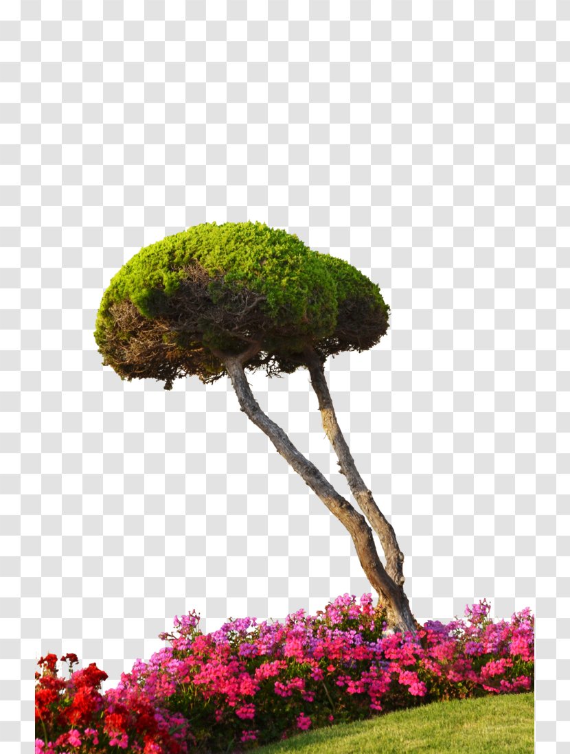 Plant Flower Tree Architectural Rendering - Top View Transparent PNG