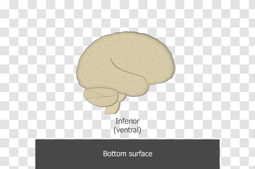 Anatomy Brain Anatomical Plane Dorsum Nervous System Transparent PNG