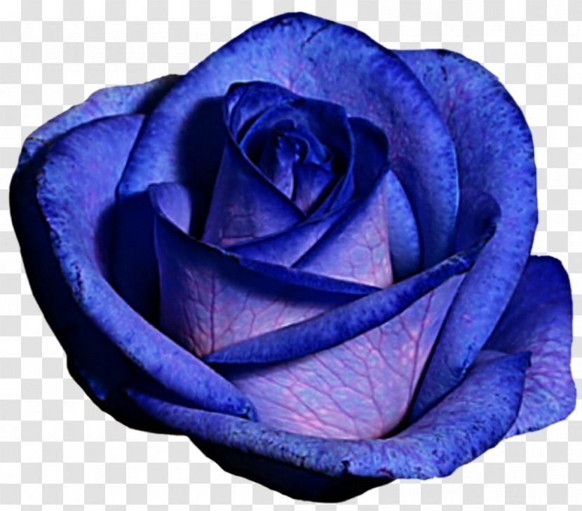 Centifolia Roses Blue Rose Purple Transparent PNG