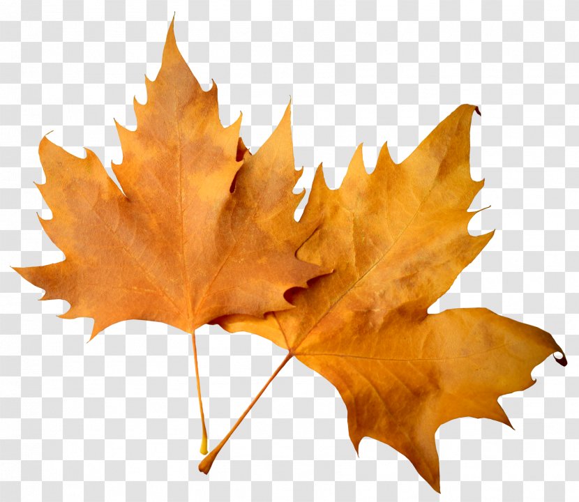 Maple Leaf Autumn Deciduous Transparent PNG