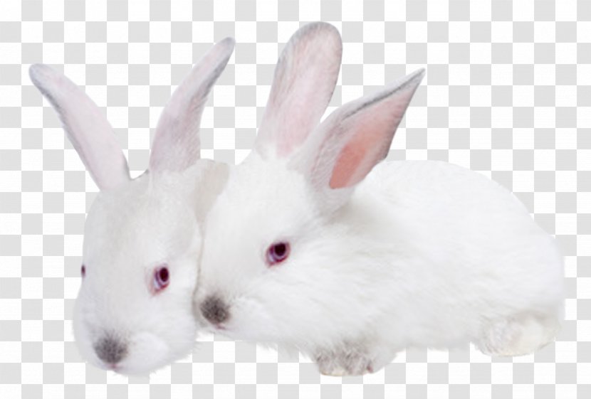 Hare Domestic Rabbit Mammal Animal - Snout Transparent PNG