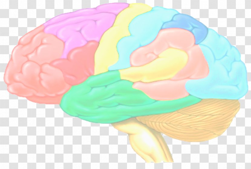 Brain Como Aprende El Cerebro De Los Estudiantes: (Color) Ley General La Ensenanza Cerebral Agy Organism - Cartoon Transparent PNG