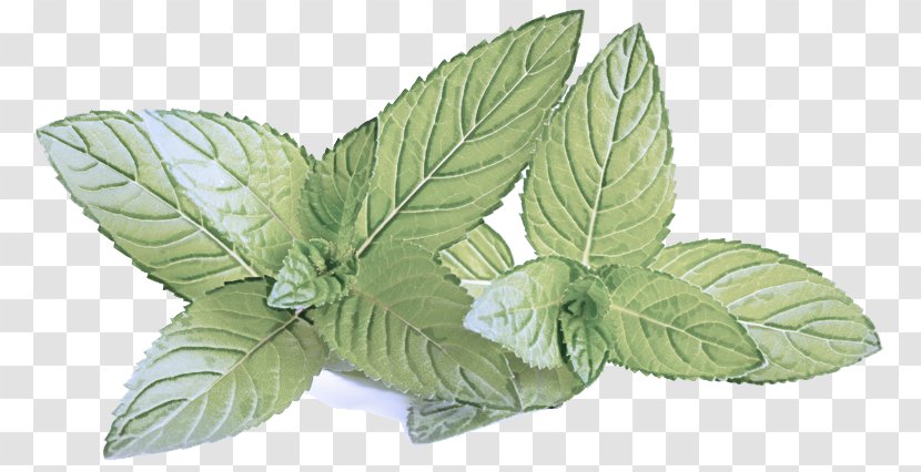 Leaf Plant Flower Herb Basil - Flowering Transparent PNG