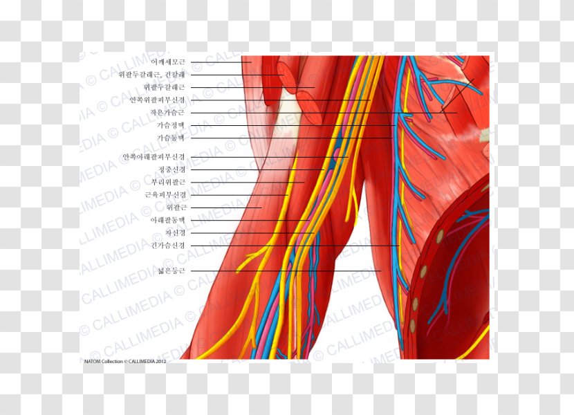 Elbow Ulnar Nerve Blood Vessel Nervous System - Silhouette - Arm Transparent PNG