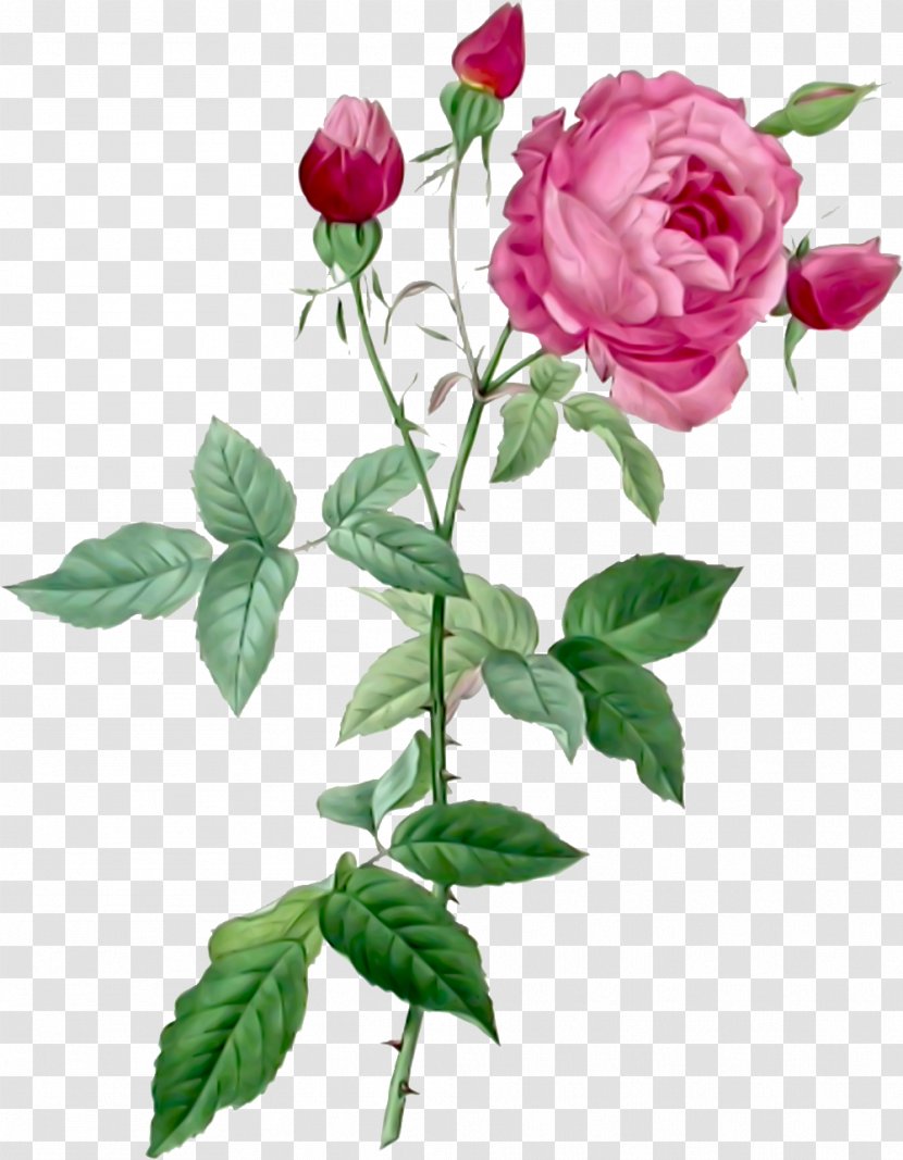 Pierre-Joseph Redouté (1759-1840) Les Roses Flowers The Complete Book Of 169 Redouté French Rose - Artist Transparent PNG