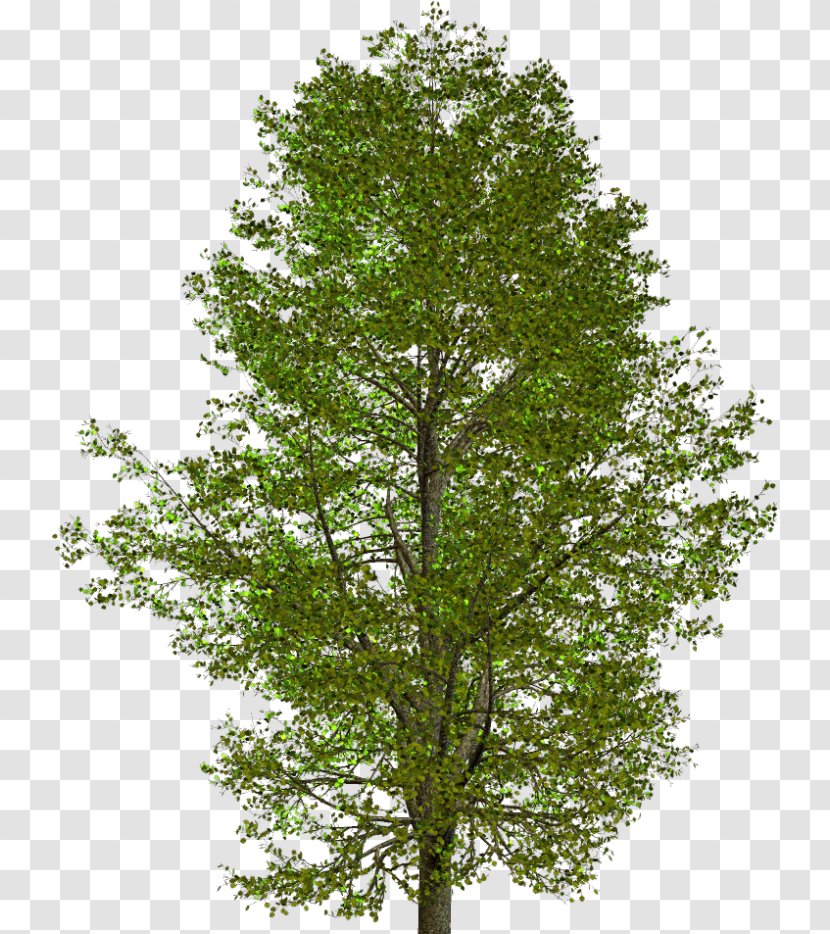 American Sycamore Tree Clip Art Oak - Stock Photography Transparent PNG