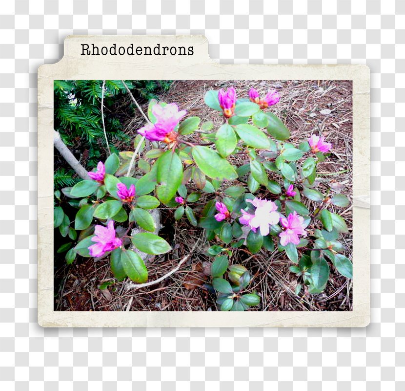 Herbaceous Plant Cactaceae Groundcover - Flowerpot - Rhododendron Transparent PNG
