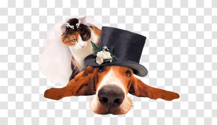Beagle Puppy Wedding High-definition Television - Highdefinition - Weird Transparent PNG