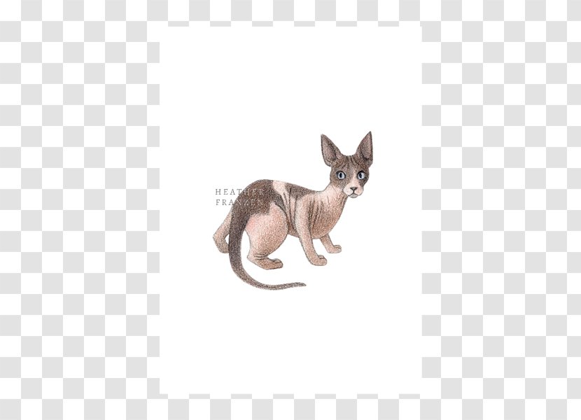 Cat Kangaroo Tail Wildlife Animal Transparent PNG