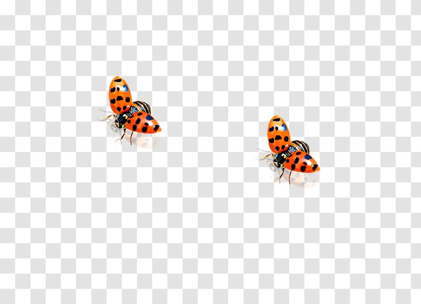Ladybird Beetle - Insect - Ladybug Transparent PNG