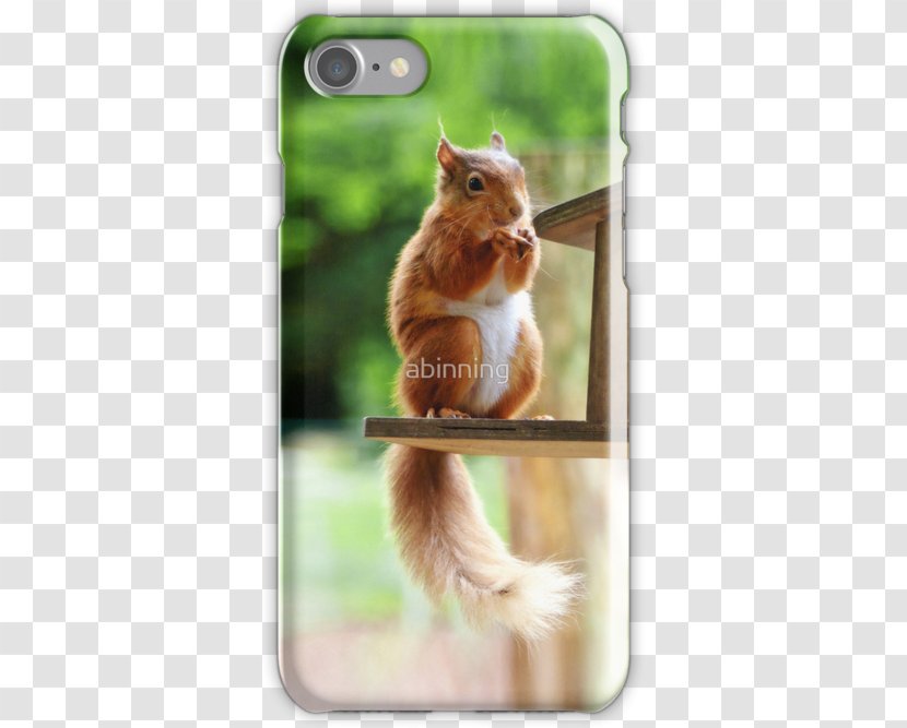 Chipmunk 02021 Whiskers Snout Fauna - Tail - Red Squirrel Transparent PNG
