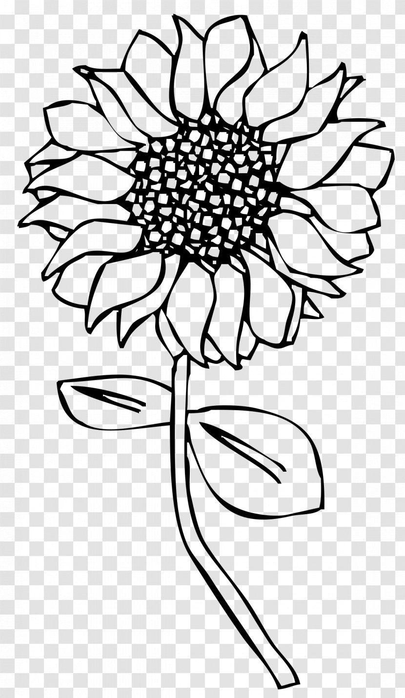 Line Art Drawing Common Sunflower Transparent PNG
