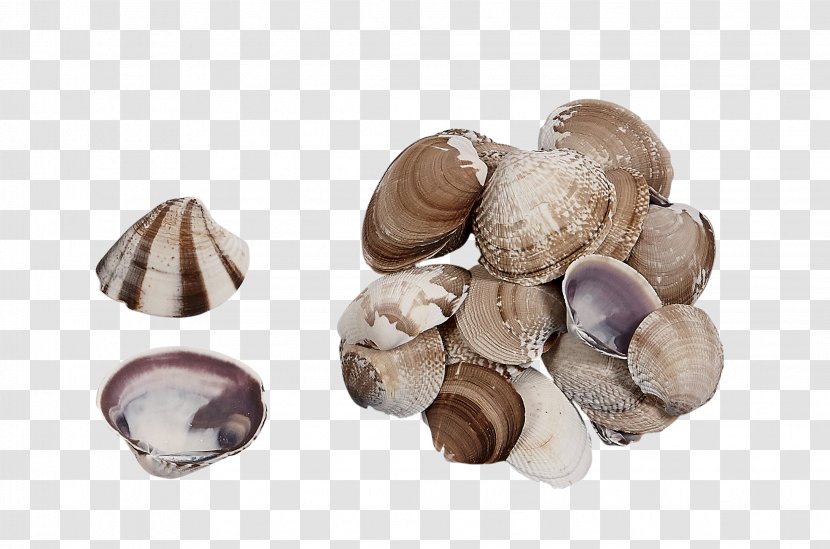 Clam Cockle Seashell Pleurotus Eryngii Edible Mushroom - Shiitake Transparent PNG