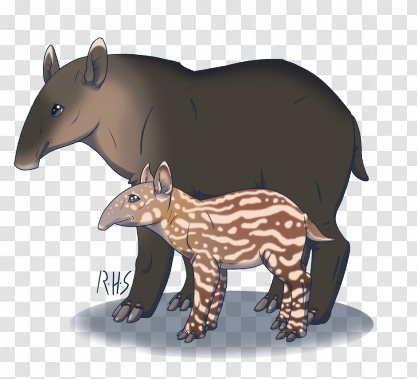 Bear Tapir Snout Terrestrial Animal Transparent PNG