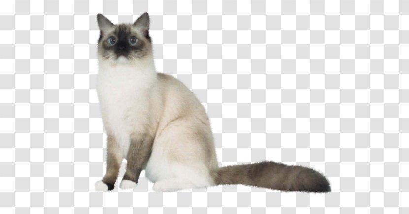 Siamese Cat Birman Balinese Snowshoe Tonkinese - Mammal - Snout Transparent PNG