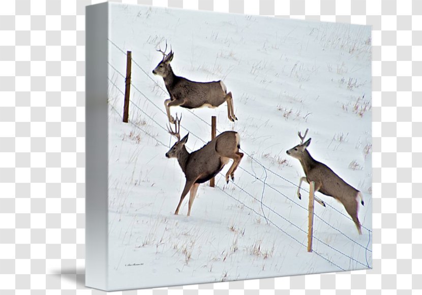 Reindeer Mule Deer White-tailed - Fauna Transparent PNG