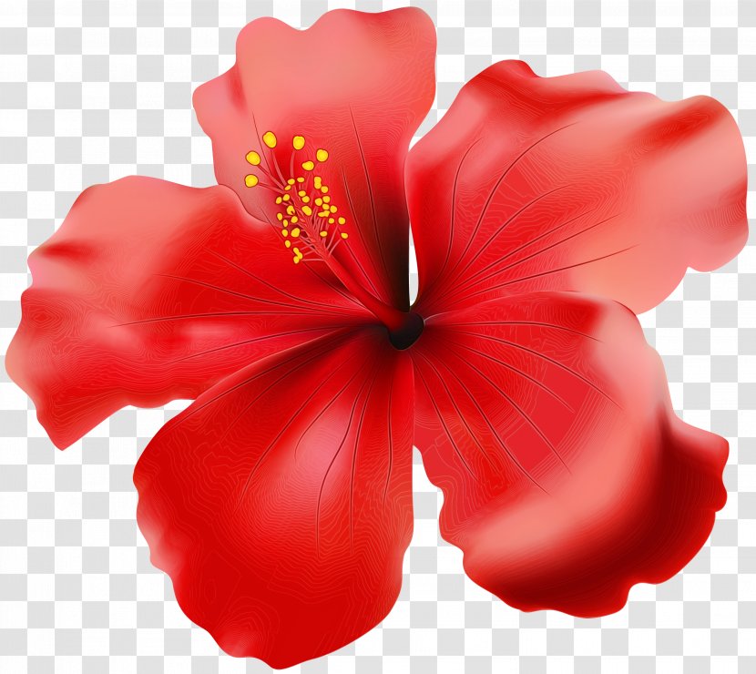 Hibiscus Flowering Plant Petal Red Flower - Watercolor - Chinese Transparent PNG