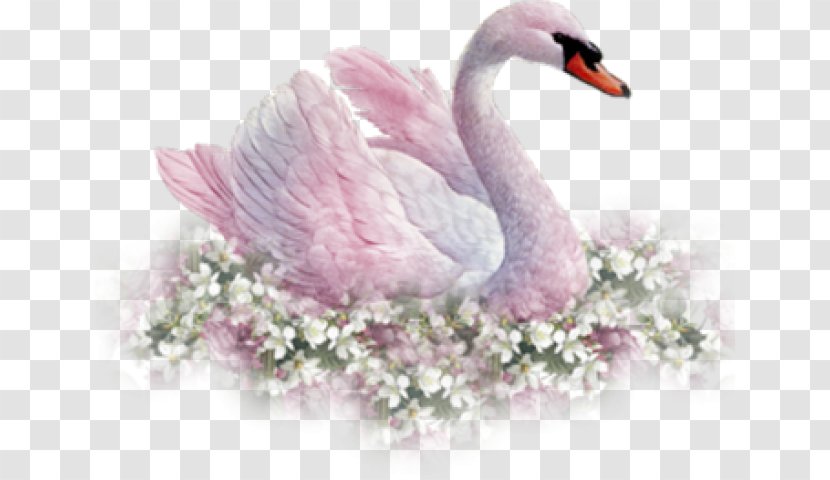 Clip Art Image Mute Swan Transparency - Water Bird Transparent PNG