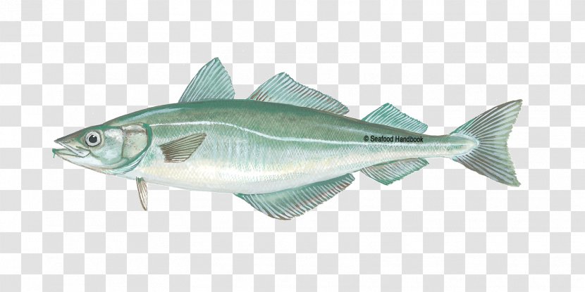 Pollack Fish Cod Alaska Pollock Seafood - Pollachius - Goldfish Transparent PNG